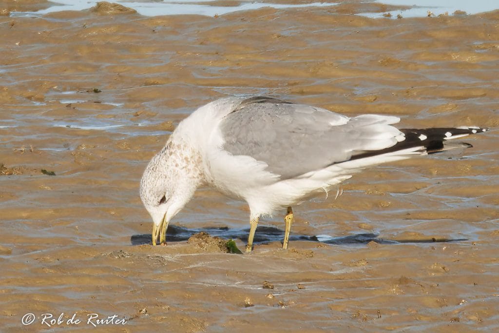 Meeuw zoekt voedsel in nat zand