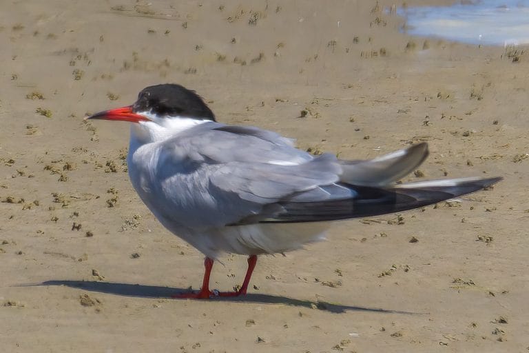 Zilvermeeuw staande op het zand.