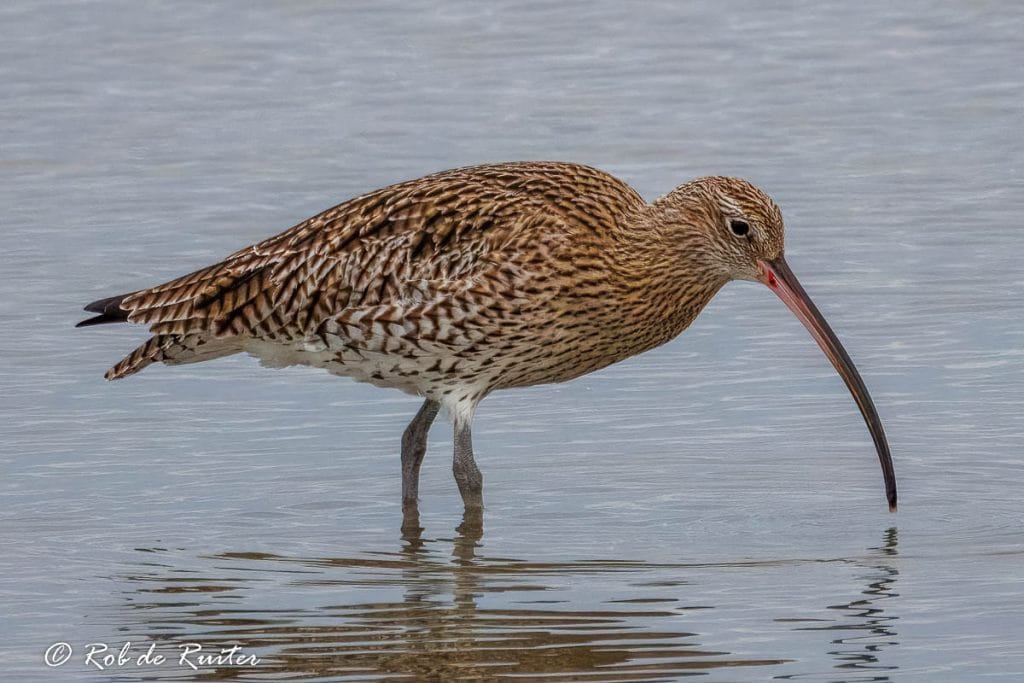 Wulp zoekt voedsel in ondiep water.