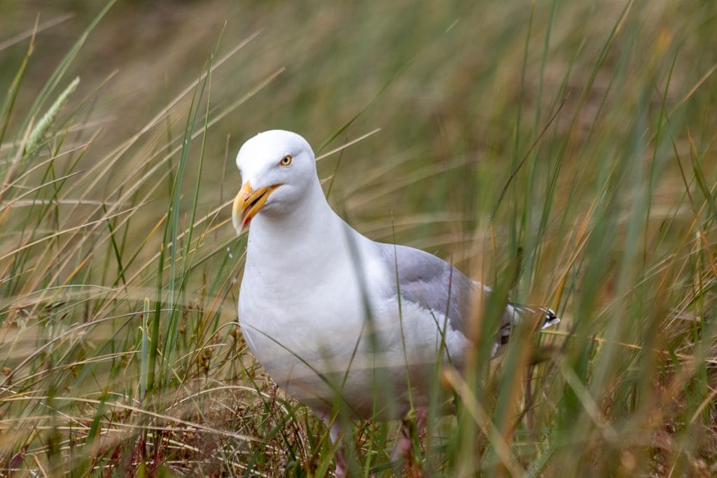 Meeuw tussen hoge groene grasplanten.