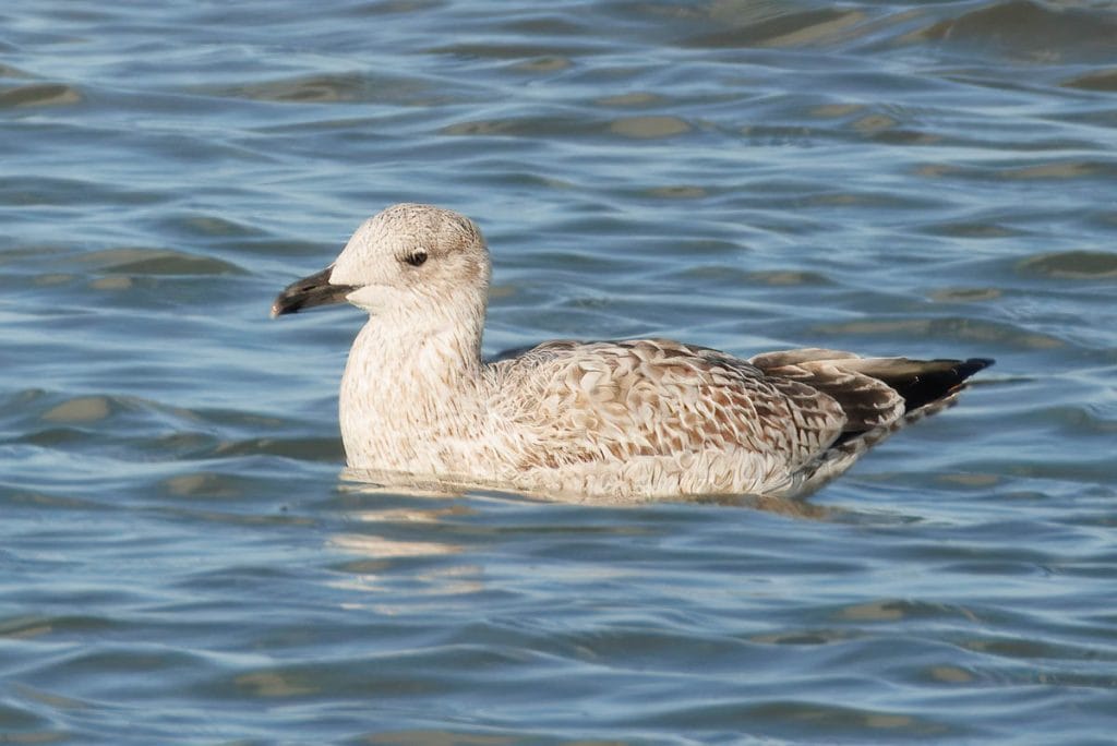 Zeevogel drijft op kalm water