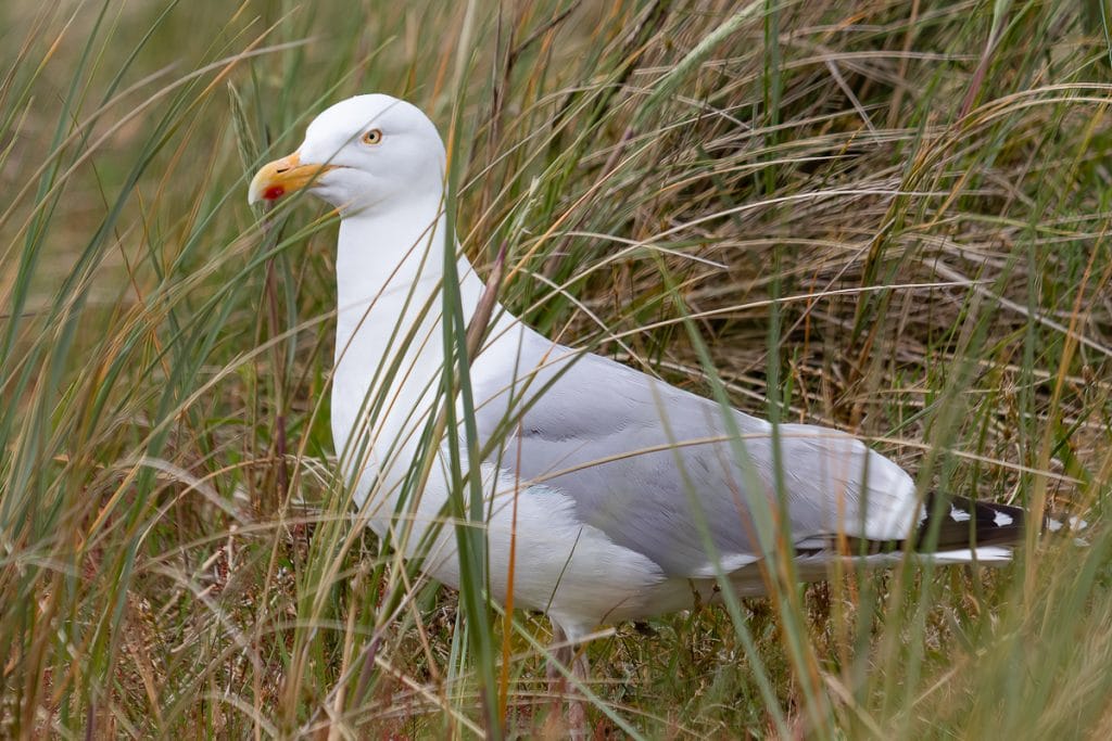 Zilvermeeuw tussen het gras op het strand.