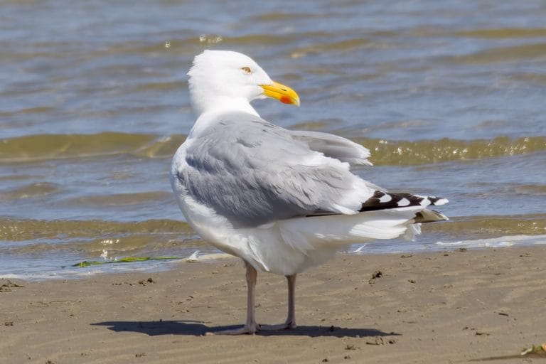 Zilvermeeuw op het strand bij zee.