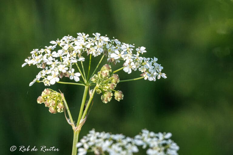 Witte bloemen met groene achtergrond