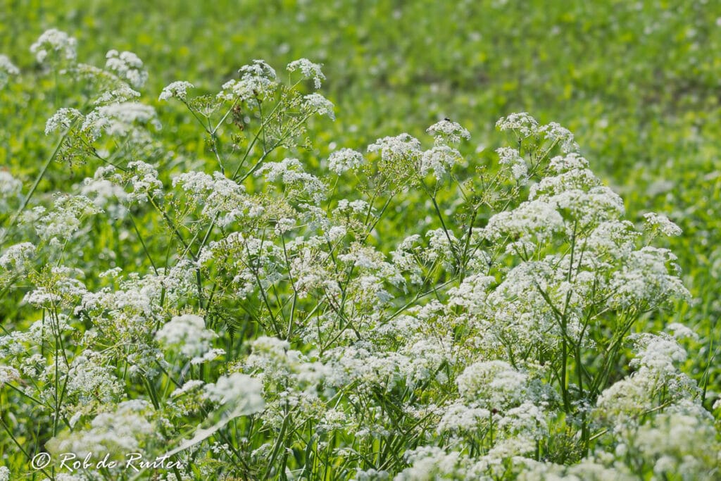 Bloeiende witte planten in een groene weide