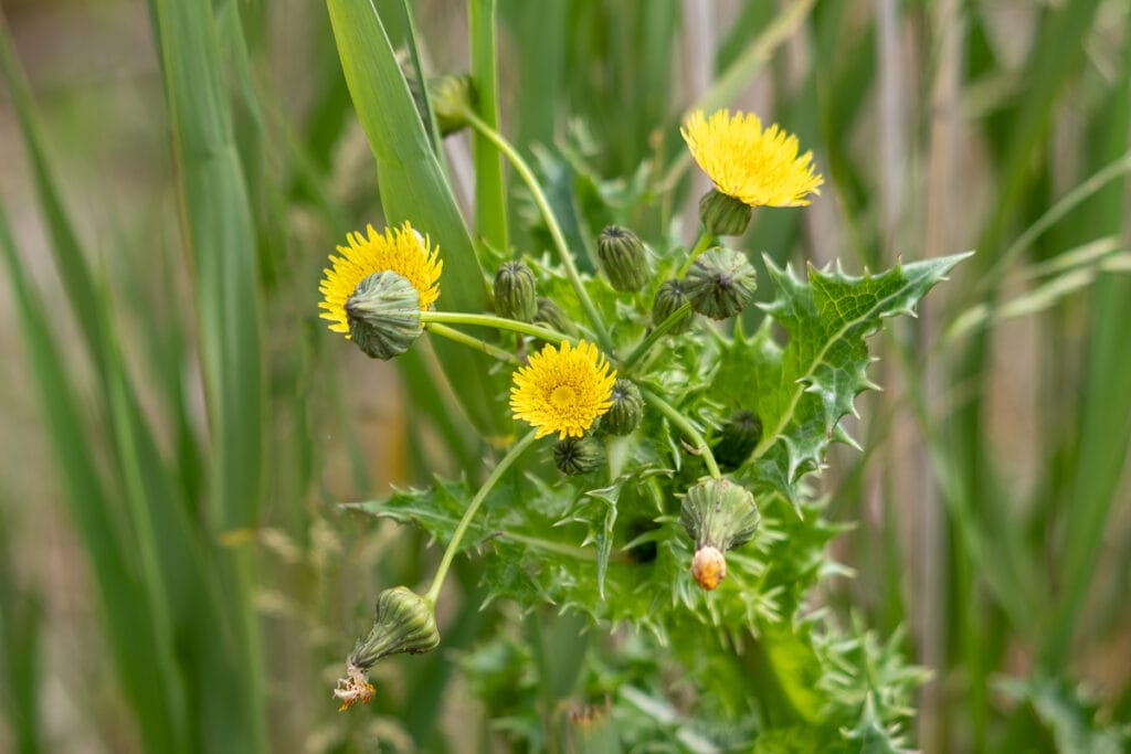 Gele bloemen op stekelige distel in gras