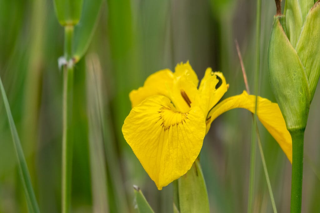 Gele bloem tussen groene grassprieten