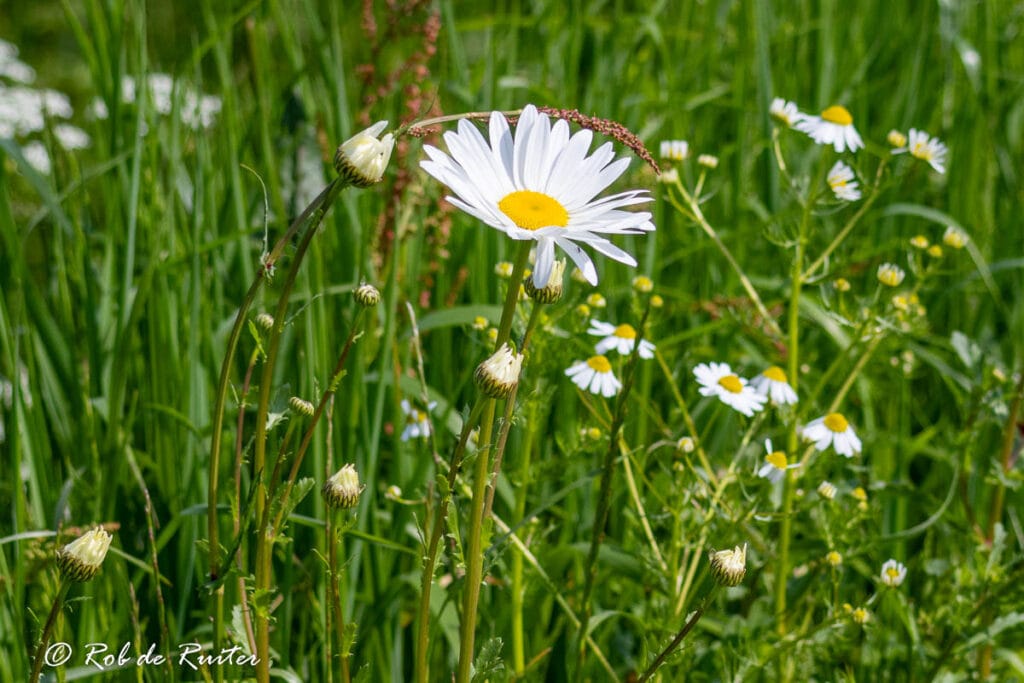 Witte madeliefjes in groen grasveld