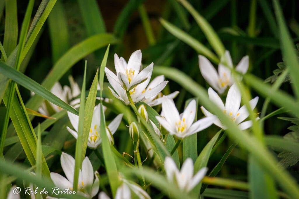 Witte bloemen tussen groene grassprieten