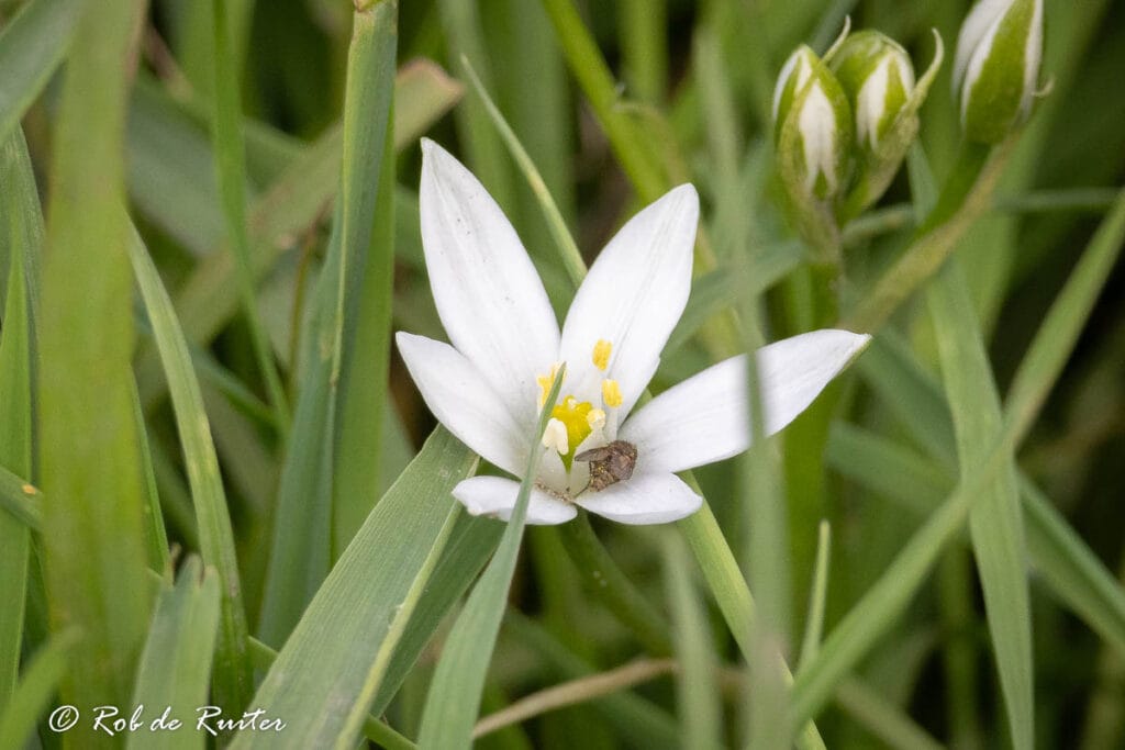 Witte bloem met insect in groene omgeving
