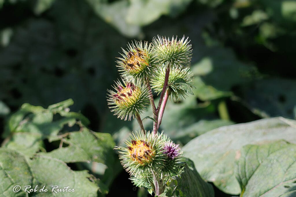 Groene klisbollen met paarse bloemen in natuur