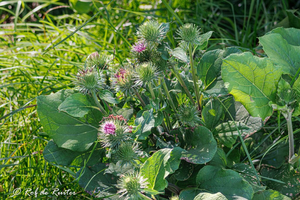 Klitplant met paarse bloemen en stekelige bollen