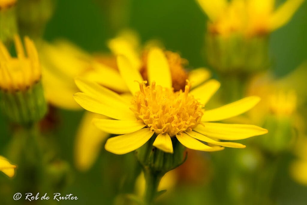 Close-up van gele bloem met groene achtergrond