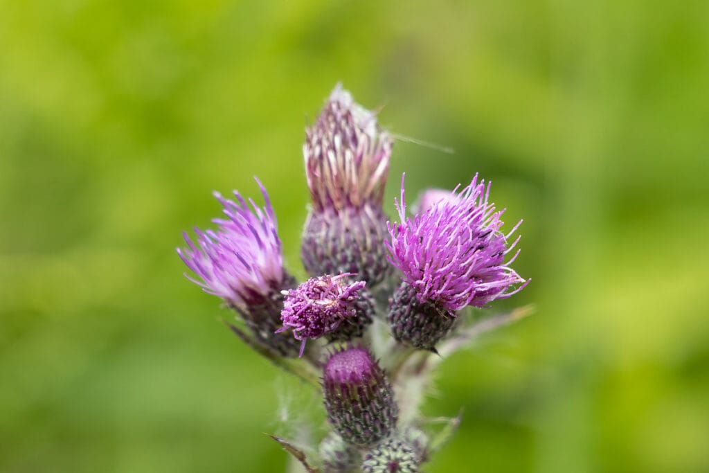 Paarse distelbloemen in close-up tegen groene achtergrond