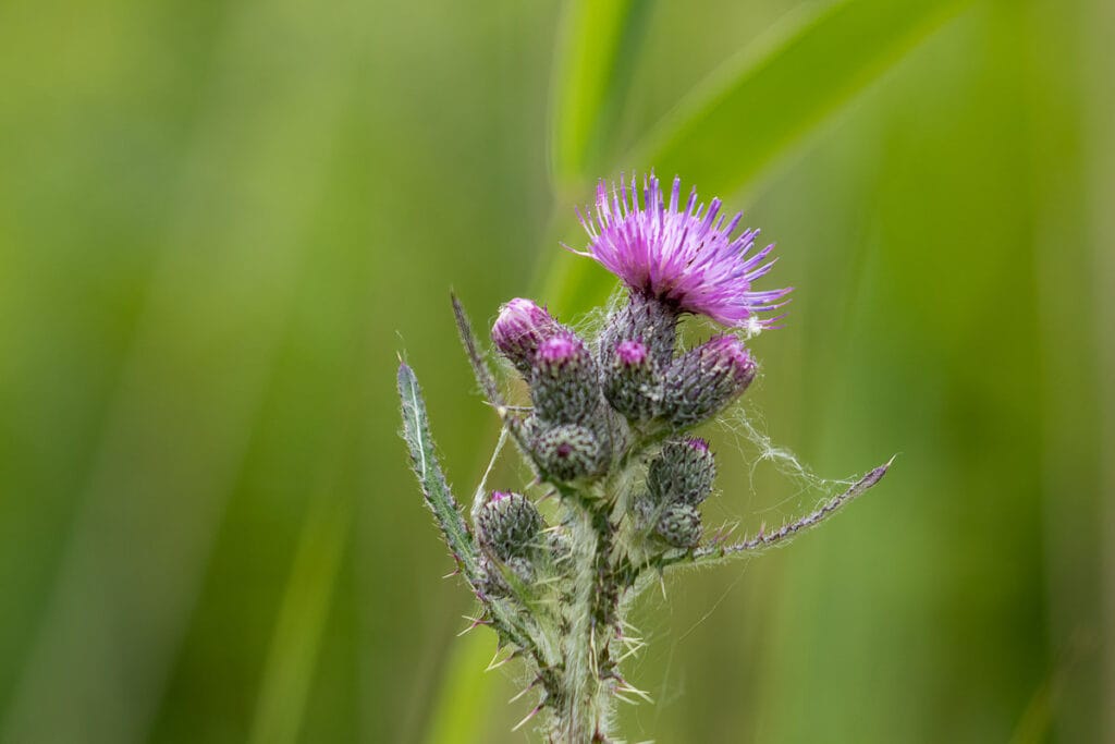 Paarse distelbloem in bloei tegen groene achtergrond
