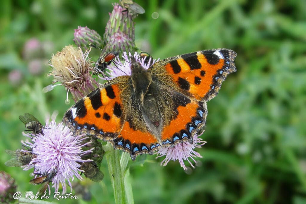 Vlinder op paarse bloem