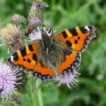 Vlinder op paarse bloem