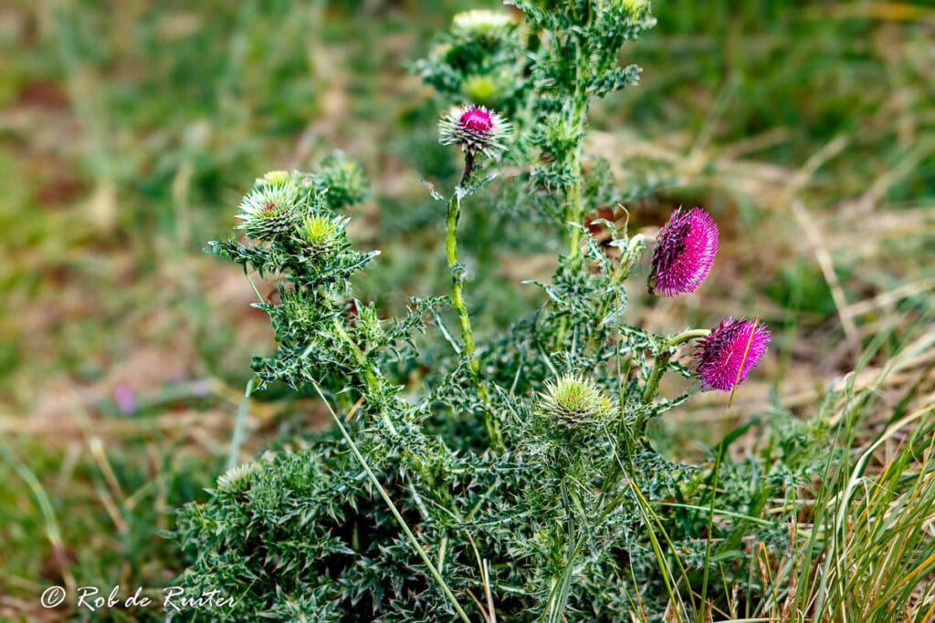 Paarse distelbloemen in grasland