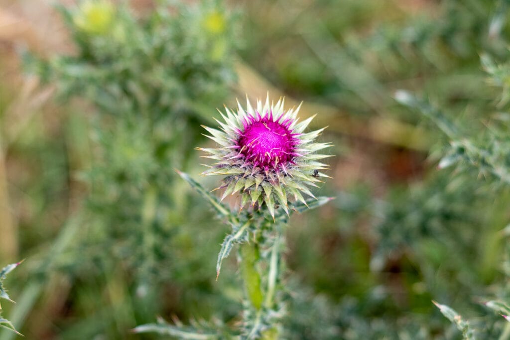 Close-up van paarse distelbloem met stekels