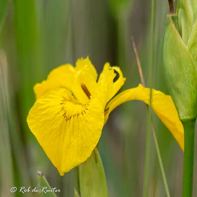 Close-up van gele lisbloem tussen groen