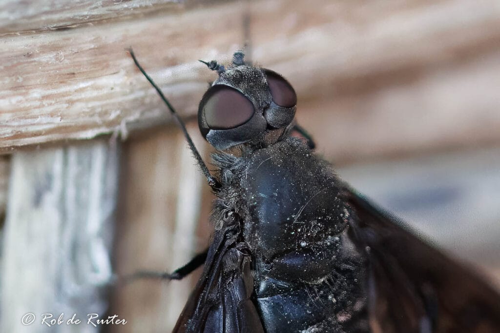 Nabije opname van een insect