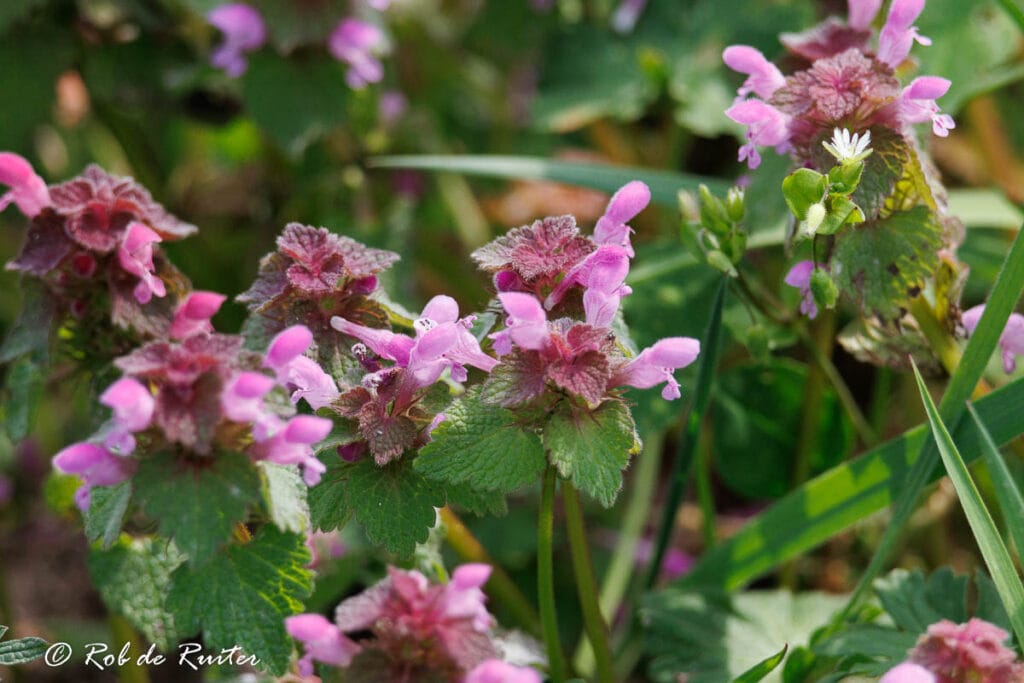 Paarse dovenetel met roze bloemen in gras