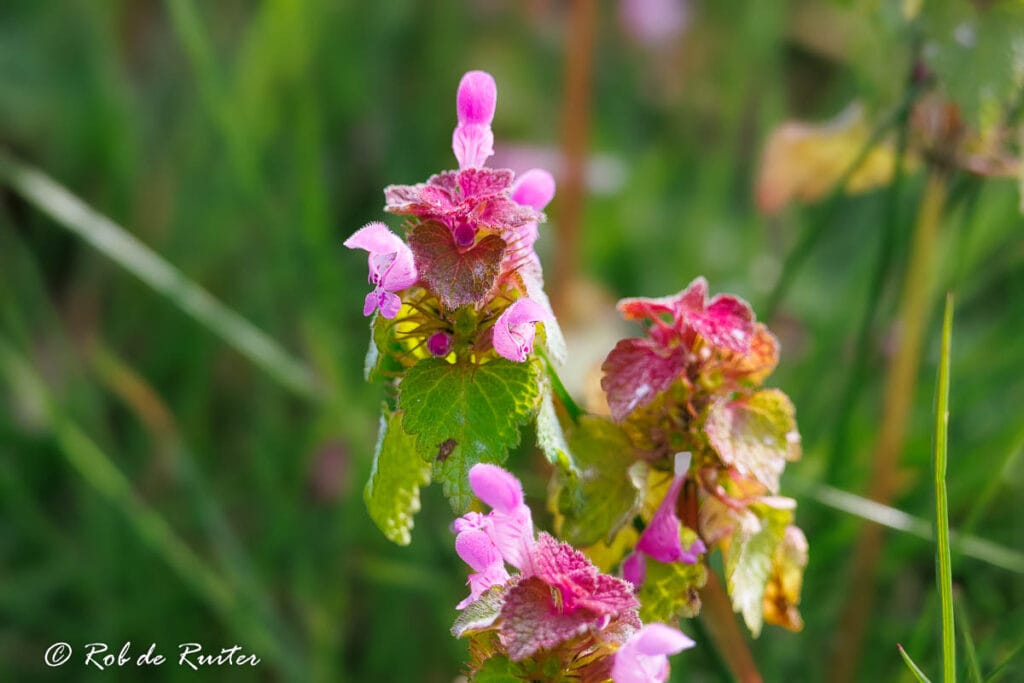 Roze dovenetel in bloei tussen groen gras
