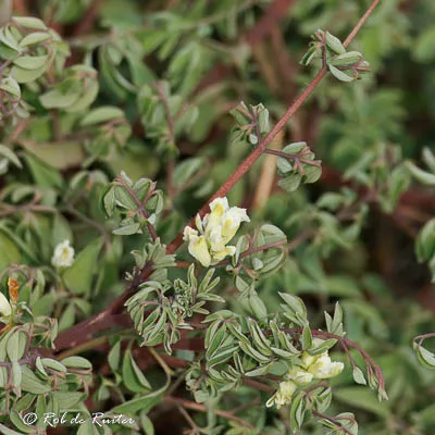 Bonte plant met geel-witte bloemen in close-up