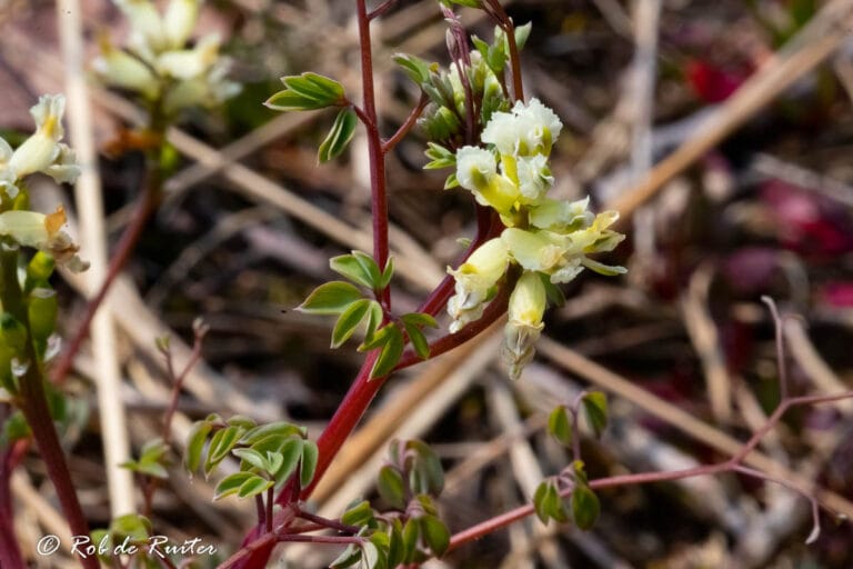 Geelwitte bloemen aan rode stengel in close-up