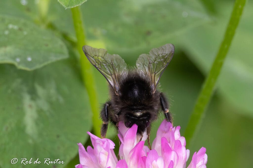 Bij op een roze bloem