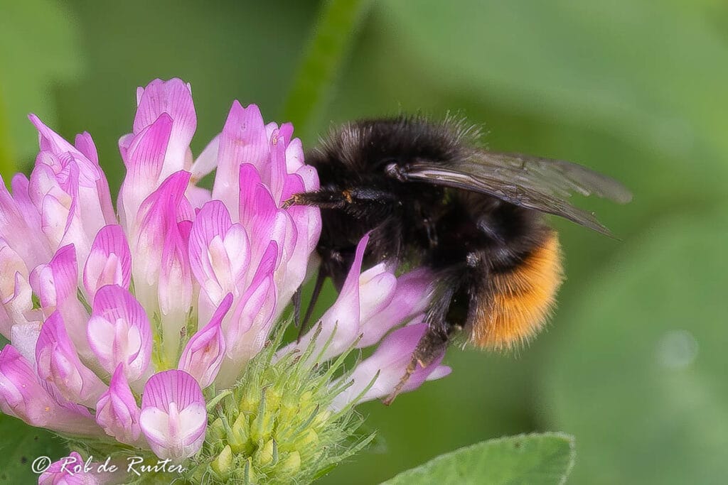 Honingbij op roze klaverbloem