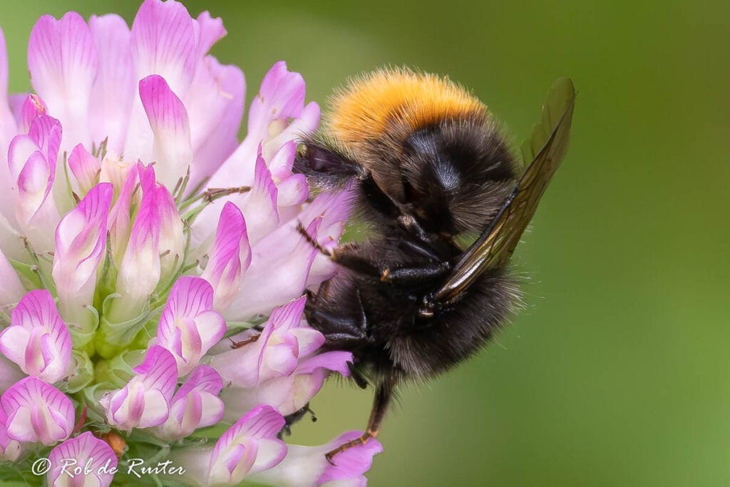 Honingbij op een roze bloem
