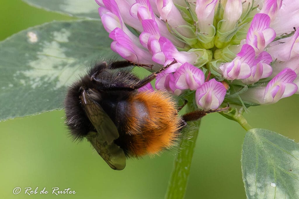 Honingbij op een paarse bloem