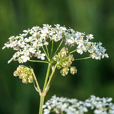 Witte bloemen met groene knoppen