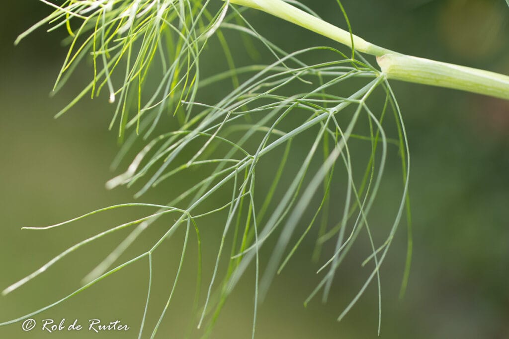Fijne groene takken van een plant