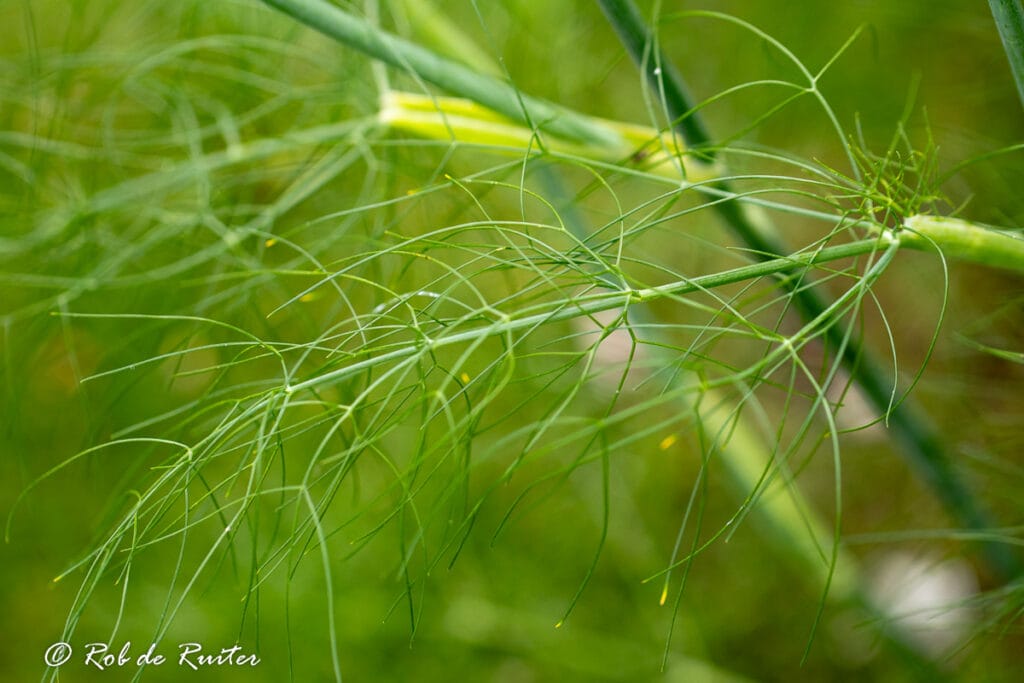 Groene tak van venkelplant
