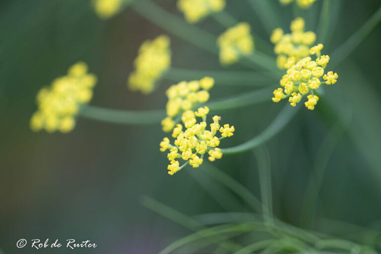 Gele bloemen in zachte achtergrond
