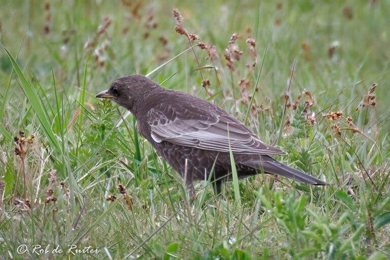 Beflijsterl in grasveld