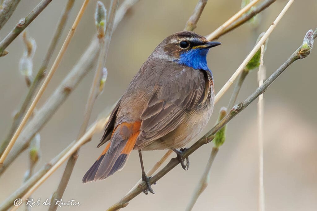 Blauwborst op tak met felblauwe keel