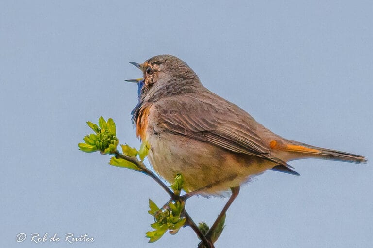 Blauwborst zingend op groene tak