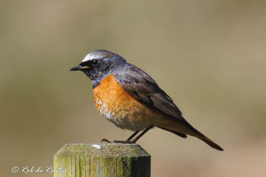 Gekraagde roodstaart op houten paal