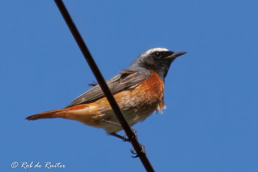 Gekraagde roodstaart op draad tegen blauwe lucht