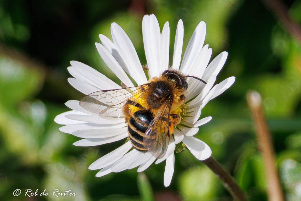 Bij op witte madelief in close-up