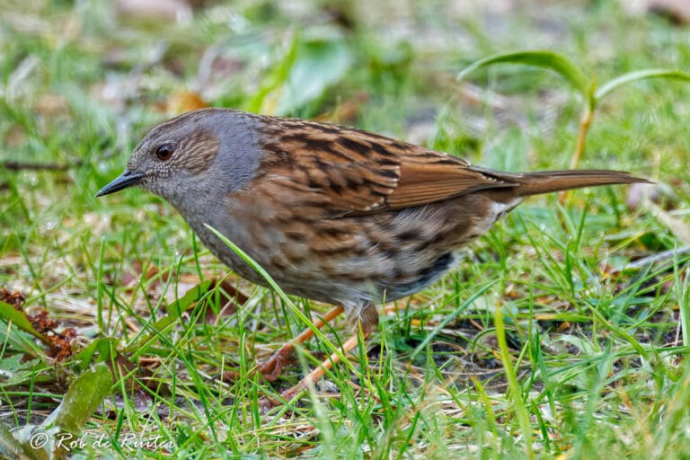 Heggemus op gras tussen groene sprieten