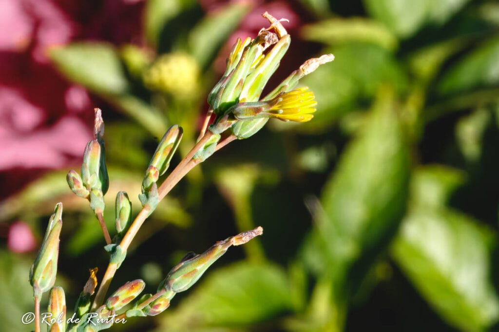 Close-up van gele bloemknoppen in bloei