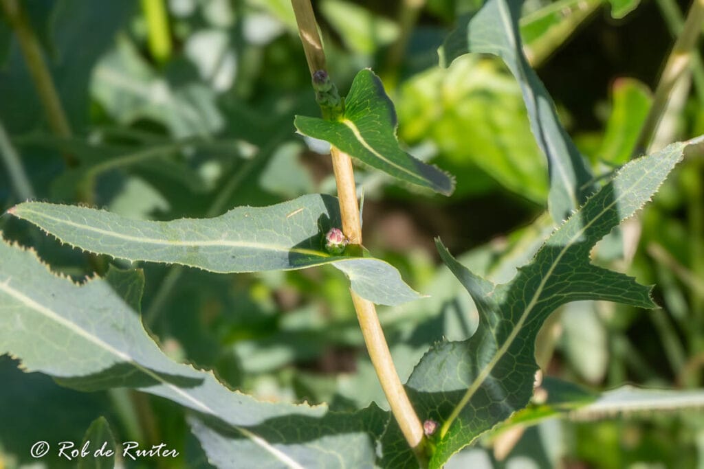Close-up van groene bladeren en stengel