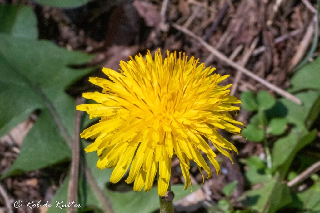 Gele paardenbloem in close-up op bosgrond