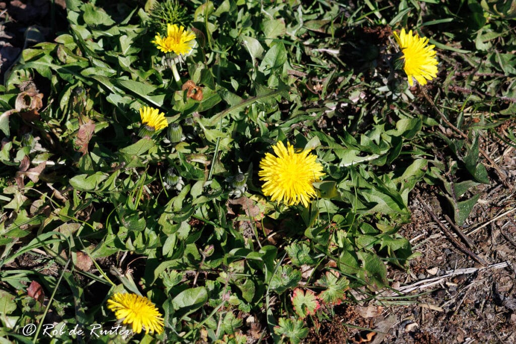 Gele paardenbloemen tussen groen gras en bladeren