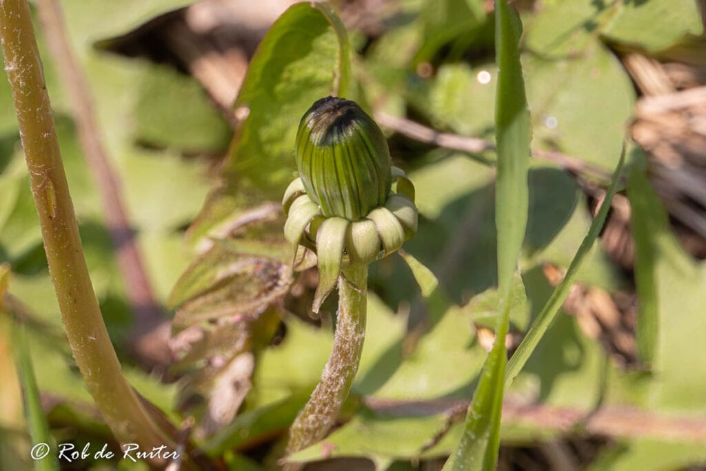 Close-up van gesloten paardenbloemknop in zonlicht