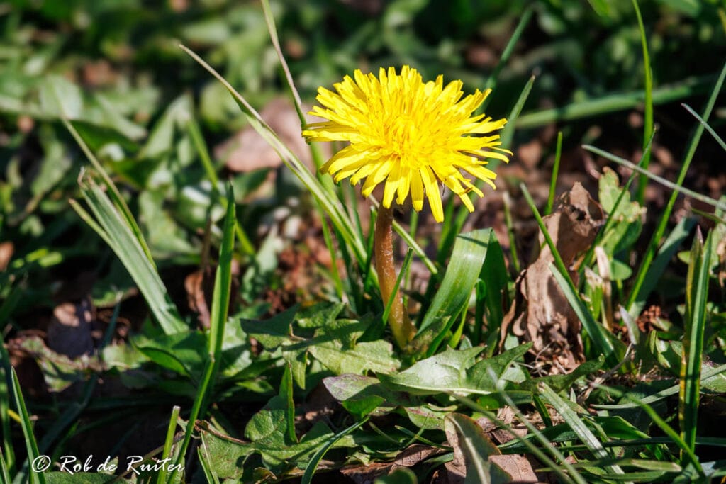 Gele paardenbloem in groen gras